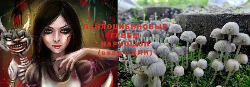 Галлюциногенные грибы Psilocybe  Ижевск 