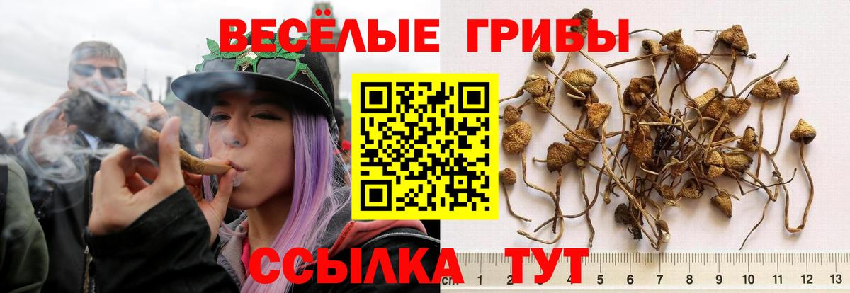 купить закладку  Вход с VPN  Ижевск  Псилоцибиновые грибы Psilocybine cubensis 